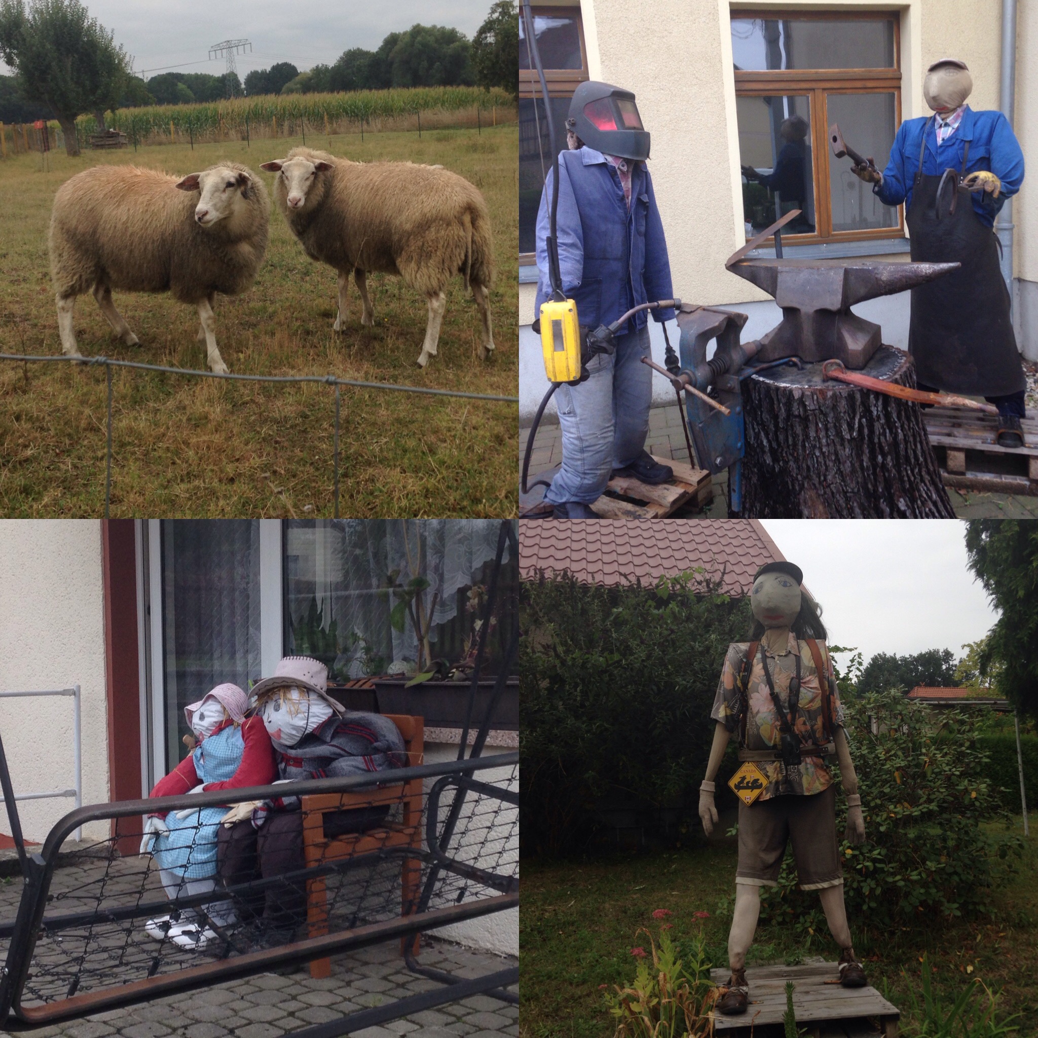 The camera-shy sheep and the dolls of Benndorf. (Photo: Ana Ribeiro)