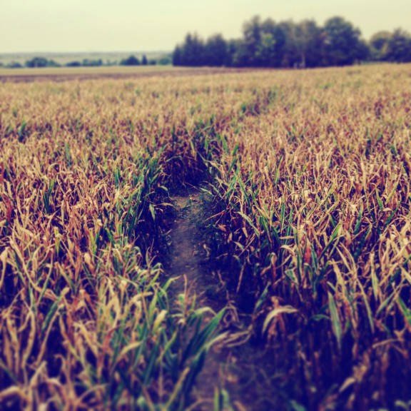 The corn labyrinth in the Bennsdorf / Frohburgh area. (Photo: Ana Ribeiro)
