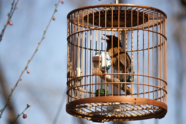 Does the caged bird in Beijing still sing? Photo © Timothy Van Gardingen