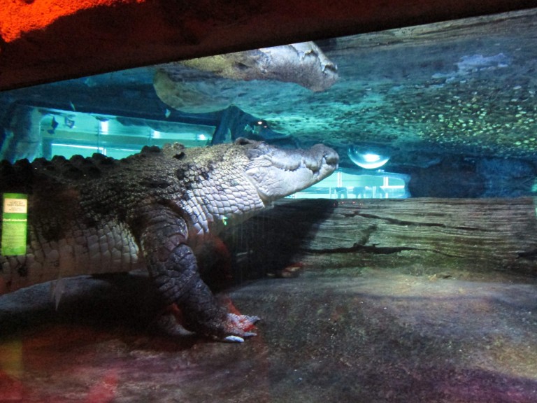 A big croc at the aquarium. Photo: Lito Seizani