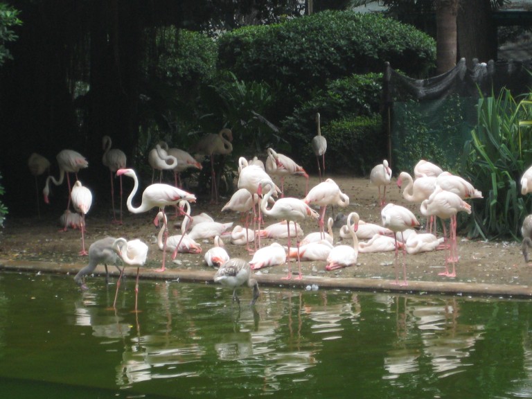 A flock of flamingos at Kowloon Park. (Photo: Ana Ribeiro)