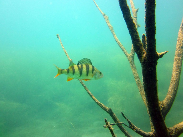 A perch spotted in the wild during scuba diving. (Photo courtesy of Harald Köpping)