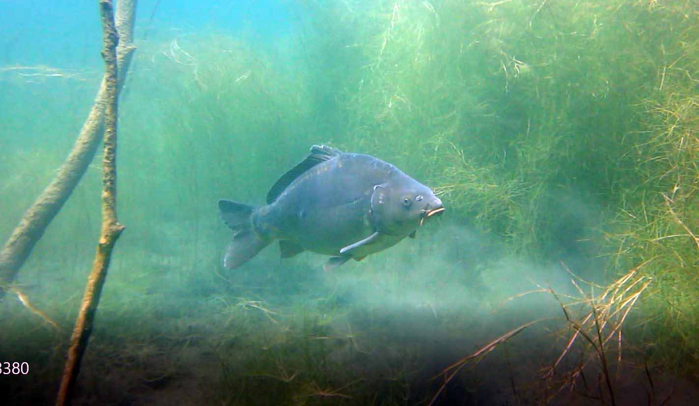 A carp seen up-close during scuba diving. (Photo courtesy of Harald Köpping)