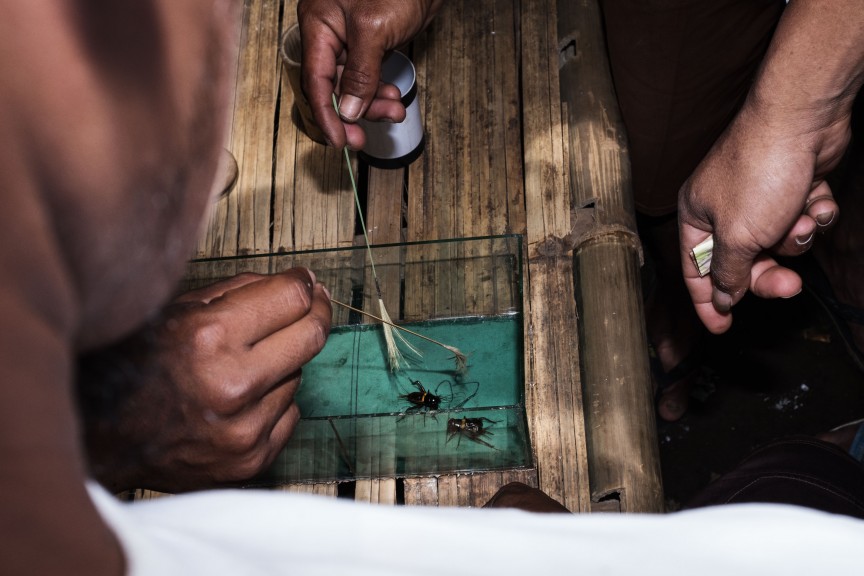 Cricket fight in Indonesia. (Photo © Sebastian Jacobitz)