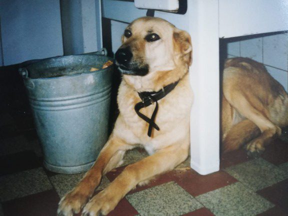 Senta, farm dog