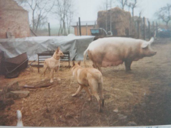 Farm animals, East Germany