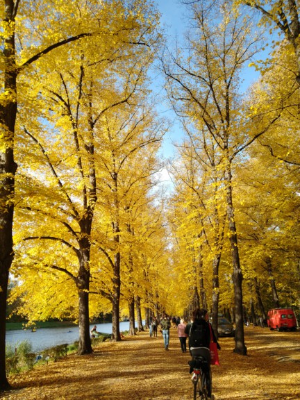 trees with yellow leaves autumn