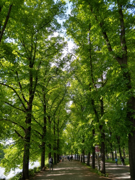 photograph of trees