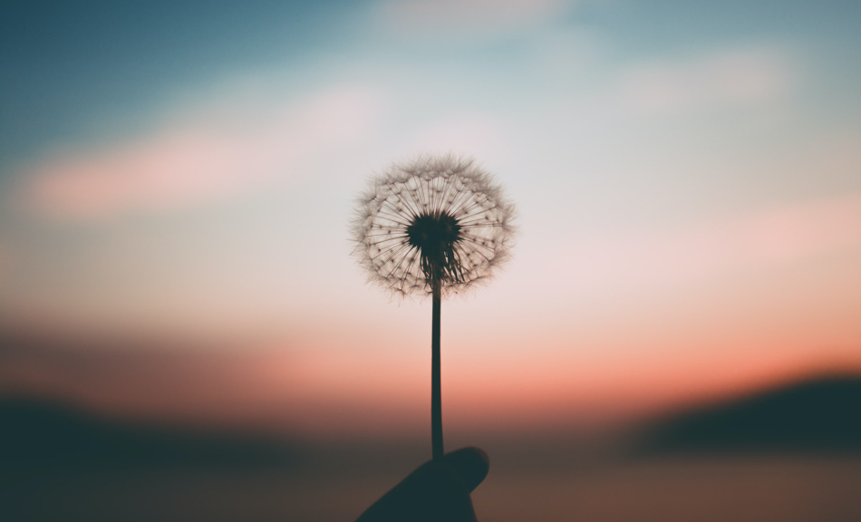 dandelion