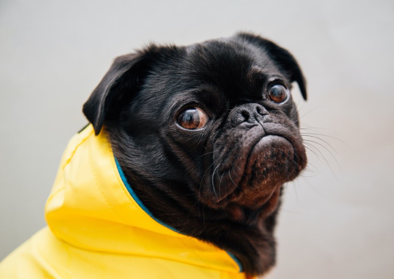 Black pug in raincoat
