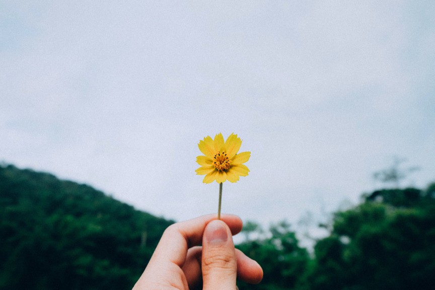 Female hand holding flower