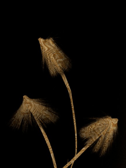 Dried flowers against black background