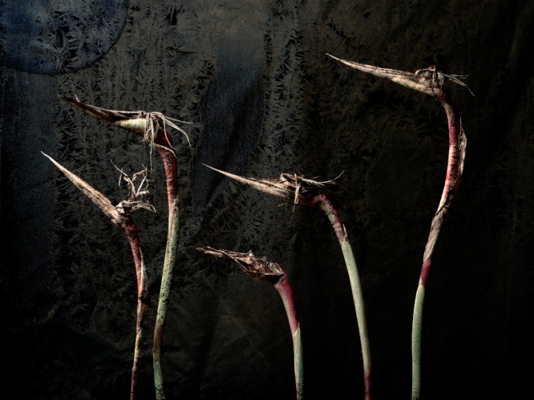 Flowers against dark background