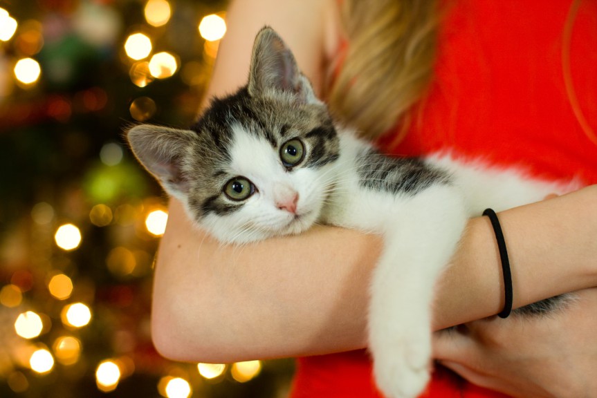 close up of kitten in woman's arms in front of Christmas tree