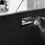 Cat looking through the mail slit in a door - underscoring the poem somehow