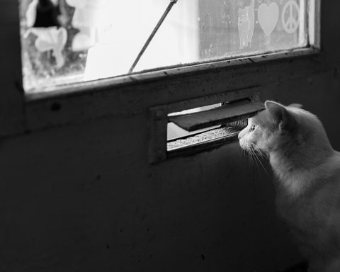 Cat looking through the mail slit in a door - underscoring the poem somehow