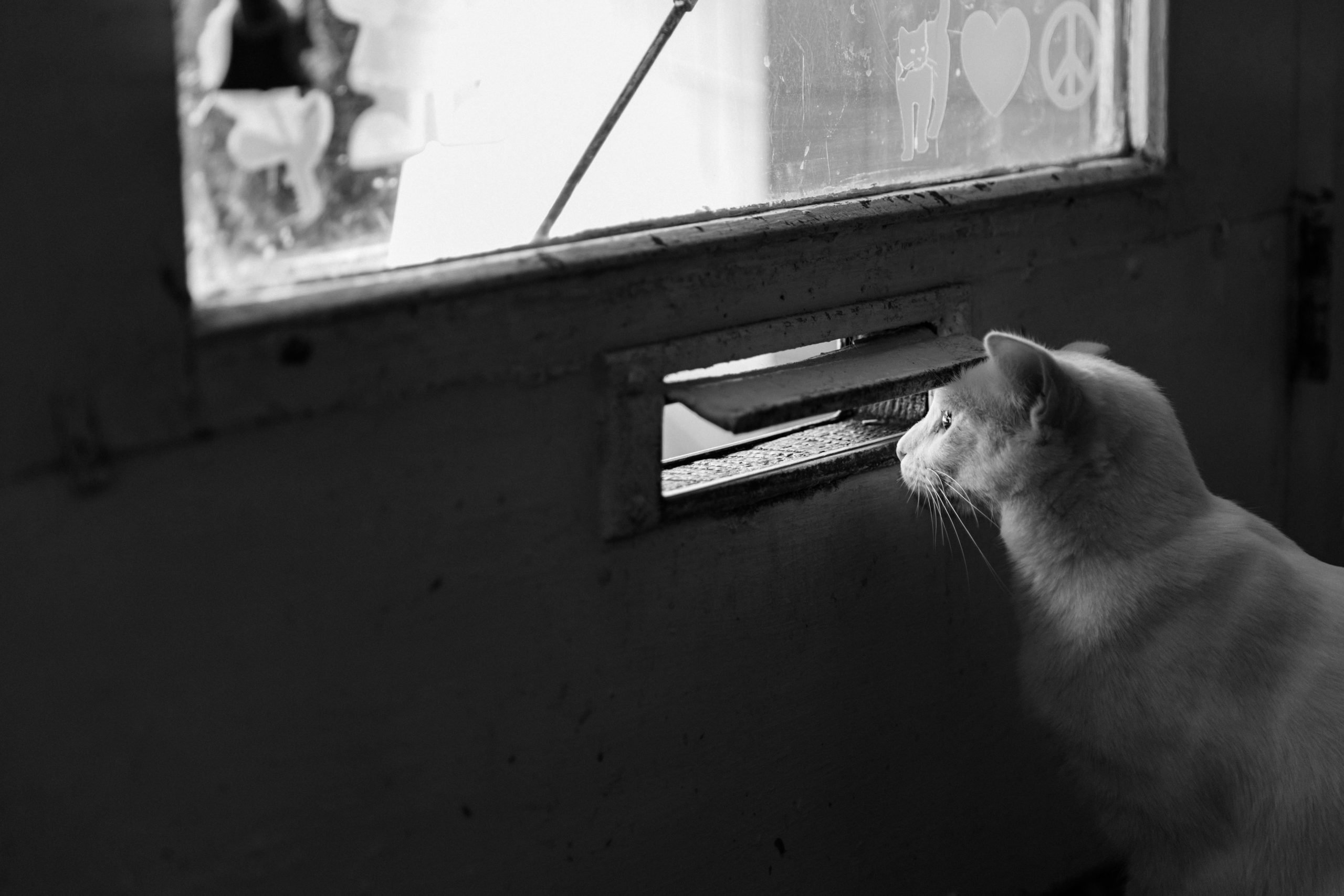 Cat looking through the mail slit in a door - underscoring the poem somehow